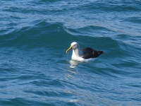 Buller Albatross